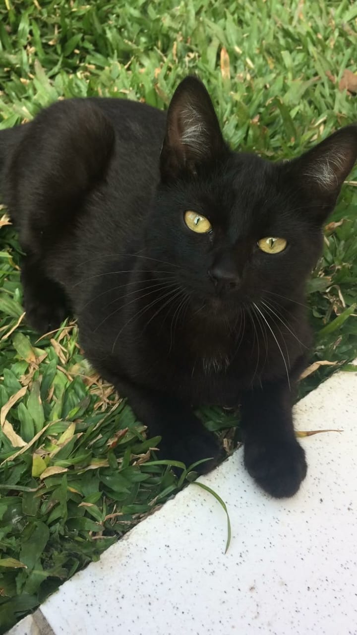 Gato para adoção