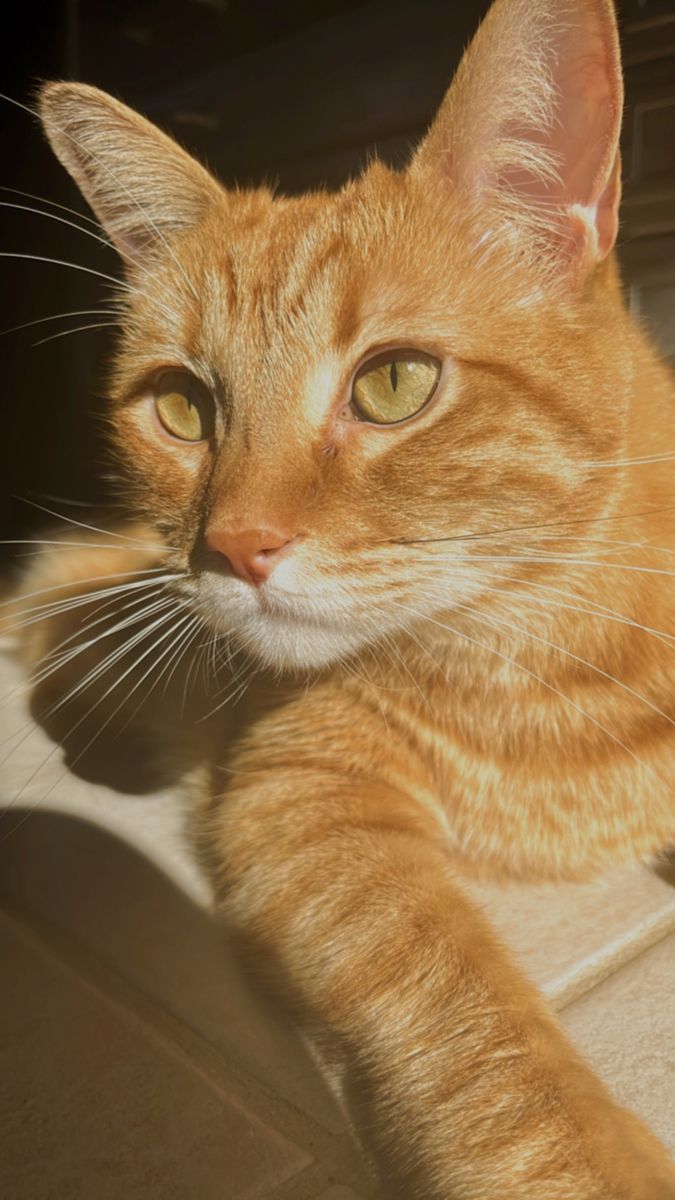 Gato para adoção