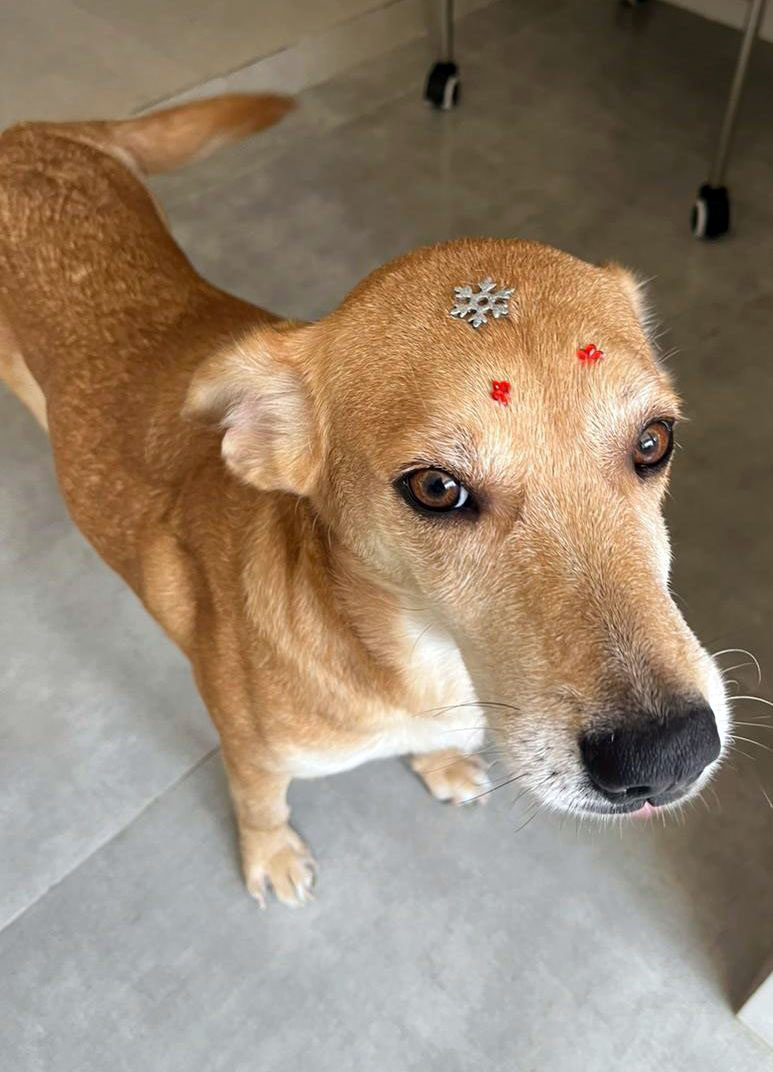 Cachorro para adoção