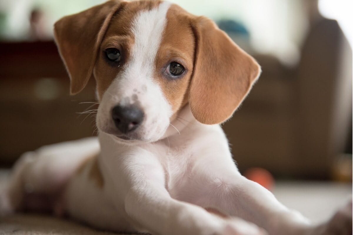 Cachorro para adoção